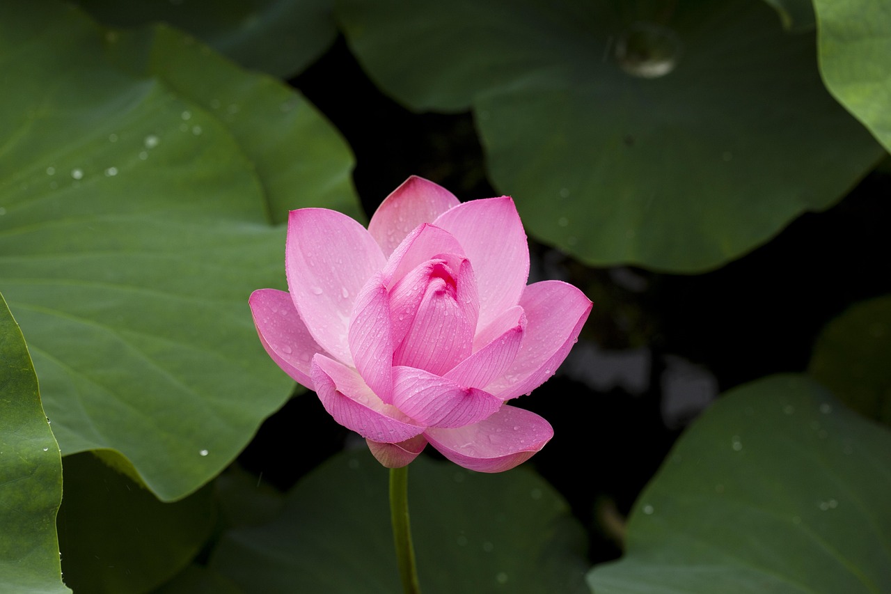 Trending What is Lotus365 Id Review 2026: Bonus, App, Withdrawal Tested